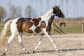 Excellent Horse Hi Gloss Glitter Spray Gold 250 ml