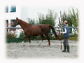 Lunge Whip soft lux black with muskuton 8 m Red