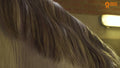 Paardenpraat TV Glitter Glamour Spray Gold