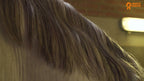 Paardenpraat TV Glitter Glamour Spray Gold