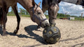 Excellent Horse Feed & Play Ball Purple