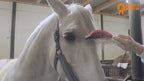 Paardenpraat Horse Supreme Borstel Pink